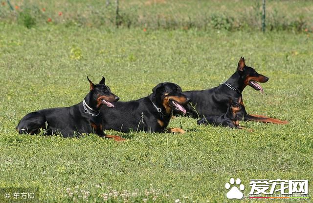 如何给杜宾犬美容？给杜宾犬美容全面步骤