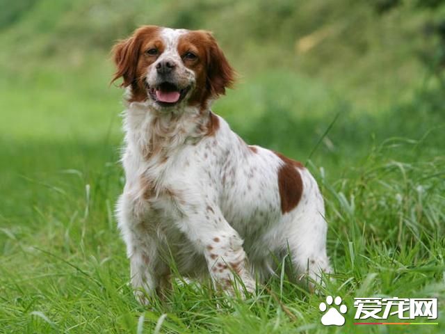 狗狗智商排行榜,你家狗狗排第几?