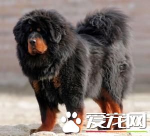 狗狗智商排行榜,你家狗狗排第几?