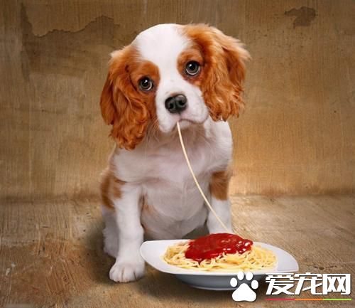 狗狗智商排行榜,你家狗狗排第几?