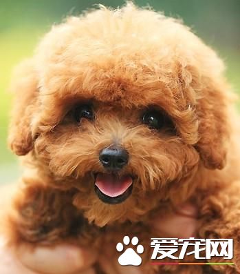 狗狗智商排行榜,你家狗狗排第几?