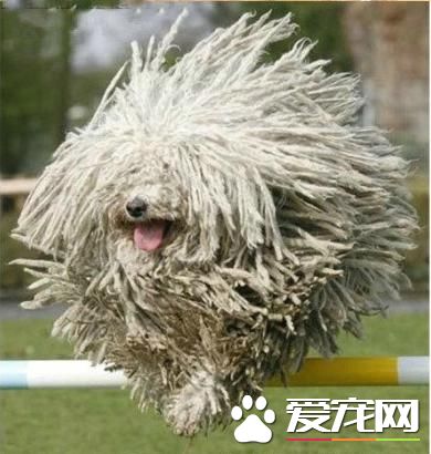 狗狗智商排行榜,你家狗狗排第几?