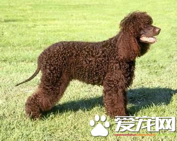 狗狗智商排行榜,你家狗狗排第几?