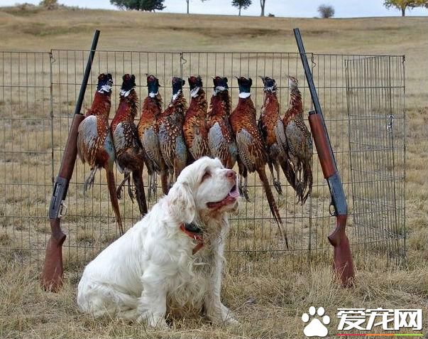 狗狗智商排行榜,你家狗狗排第几?