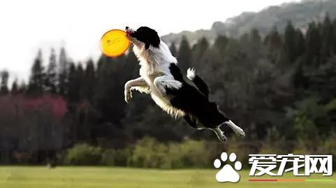 狗狗智商排行榜,你家狗狗排第几?