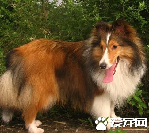 狗狗智商排行榜,你家狗狗排第几?