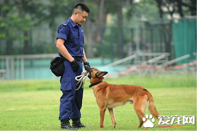 为什么养狗狗,养狗狗有好处?