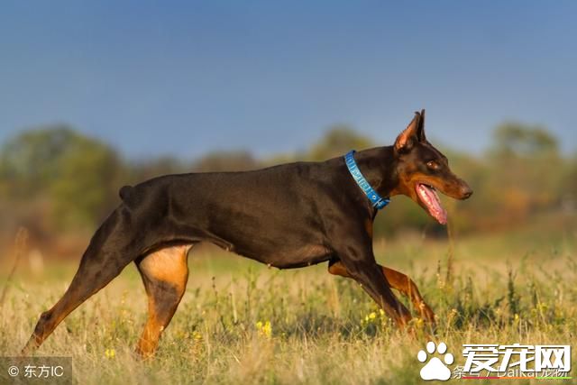 如何给杜宾犬美容？给杜宾犬美容全面步骤