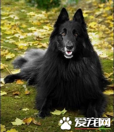 狗狗智商排行榜,你家狗狗排第几?