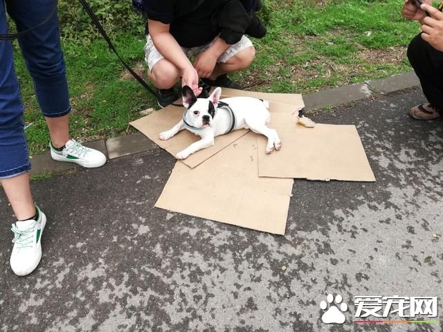 德州宠物大集场走一圈，谁能告诉最后图片中狗是什么品种？