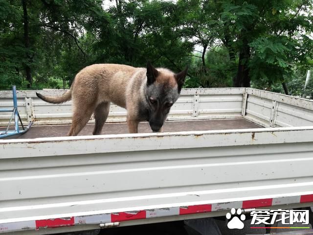 德州宠物大集场走一圈，谁能告诉最后图片中狗是什么品种？