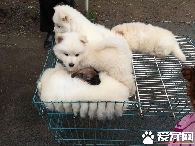 德州宠物大集场走一圈，谁能告诉最后图片中狗是什么品种？