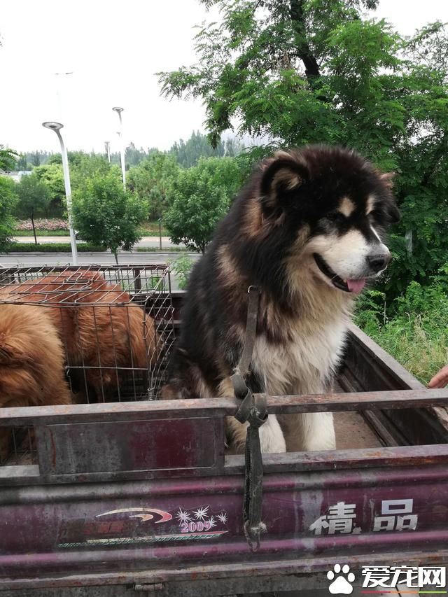 德州宠物大集场走一圈，谁能告诉最后图片中狗是什么品种？