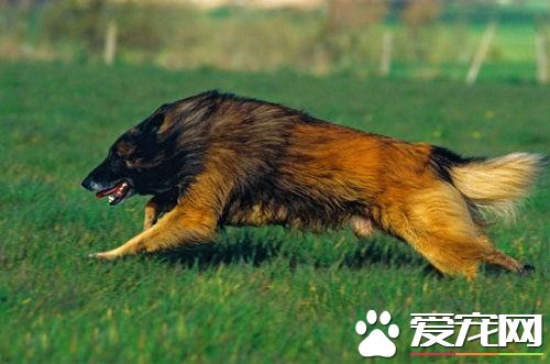 狗狗智商排行榜,你家狗狗排第几?