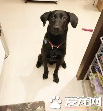 狗狗乱扑人?狗狗人来疯?狗狗兴奋不受控制?改正其实很简单!