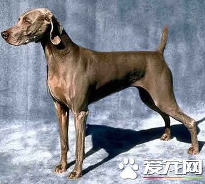 狗狗智商排行榜,你家狗狗排第几?