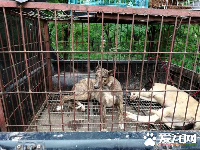 德州宠物大集场走一圈，谁能告诉最后图片中狗是什么品种？