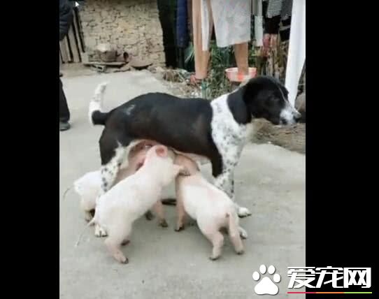 小猪把狗狗当妈妈，抢着喝狗狗的奶，狗狗都无法拒绝！