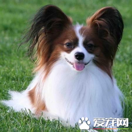 狗狗智商排行榜,你家狗狗排第几?