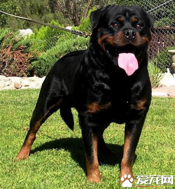 狗狗智商排行榜,你家狗狗排第几?