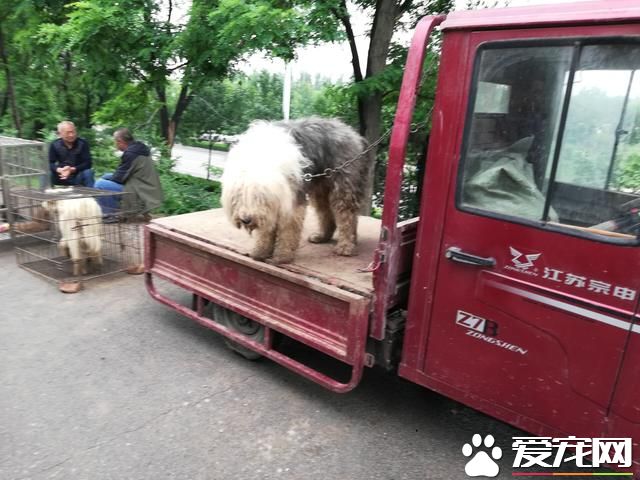 德州宠物大集场走一圈，谁能告诉最后图片中狗是什么品种？