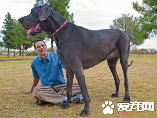 狗狗智商排行榜,你家狗狗排第几?