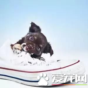 如果你的狗狗也是“佛系狗狗”....