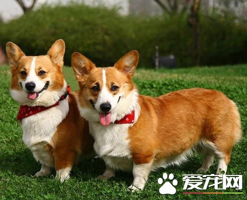 狗狗智商排行榜,你家狗狗排第几?