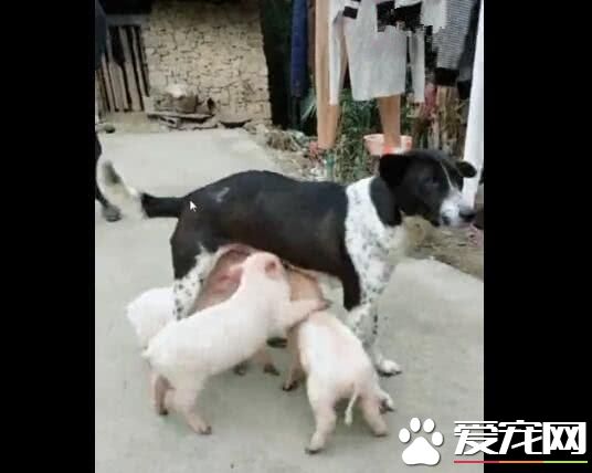小猪把狗狗当妈妈，抢着喝狗狗的奶，狗狗都无法拒绝！