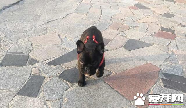 牵着狗狗出门，拎着狗狗回来