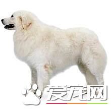 狗狗智商排行榜,你家狗狗排第几?