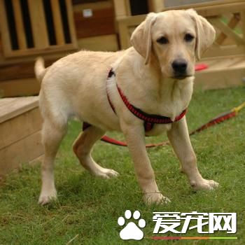 狗狗智商排行榜,你家狗狗排第几?