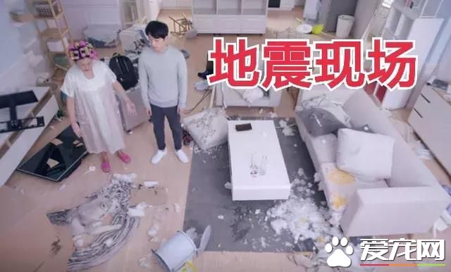 如果你的狗狗也是“佛系狗狗”....