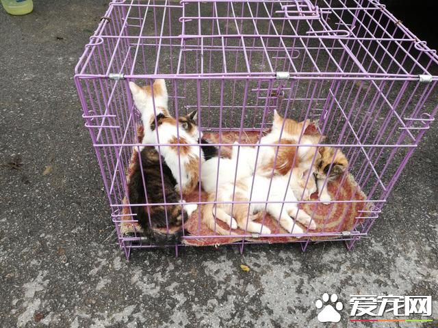 德州宠物大集场走一圈，谁能告诉最后图片中狗是什么品种？