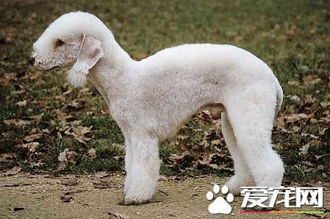 狗狗智商排行榜,你家狗狗排第几?