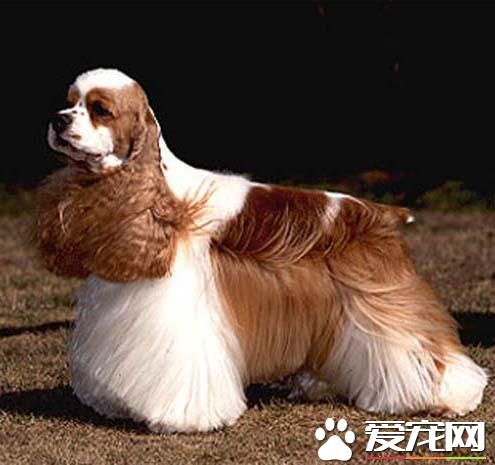 狗狗智商排行榜,你家狗狗排第几?