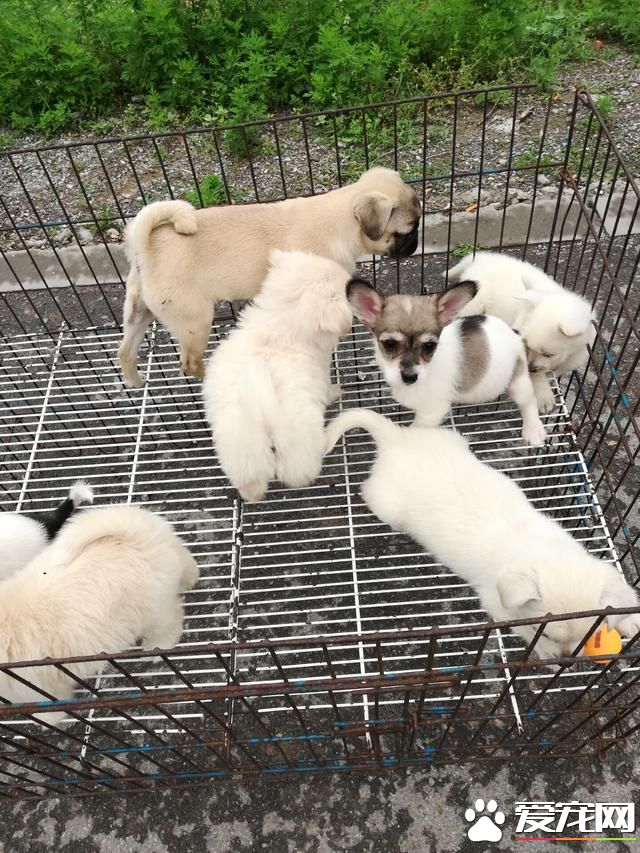 德州宠物大集场走一圈，谁能告诉最后图片中狗是什么品种？