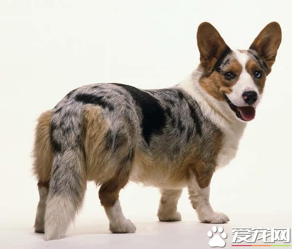 狗狗智商排行榜,你家狗狗排第几?