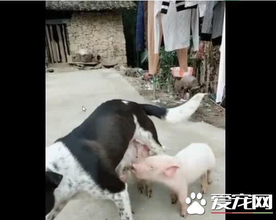 小猪把狗狗当妈妈，抢着喝狗狗的奶，狗狗都无法拒绝！