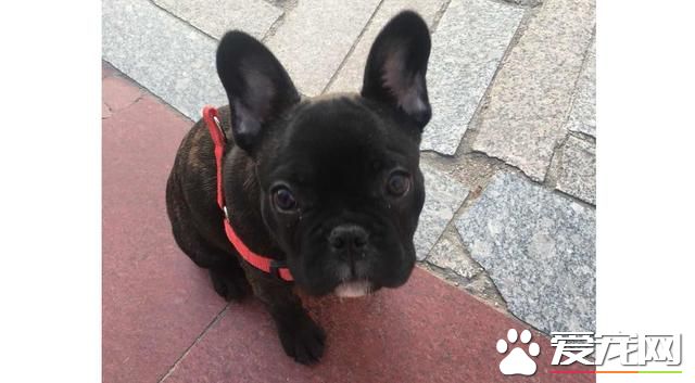 牵着狗狗出门，拎着狗狗回来