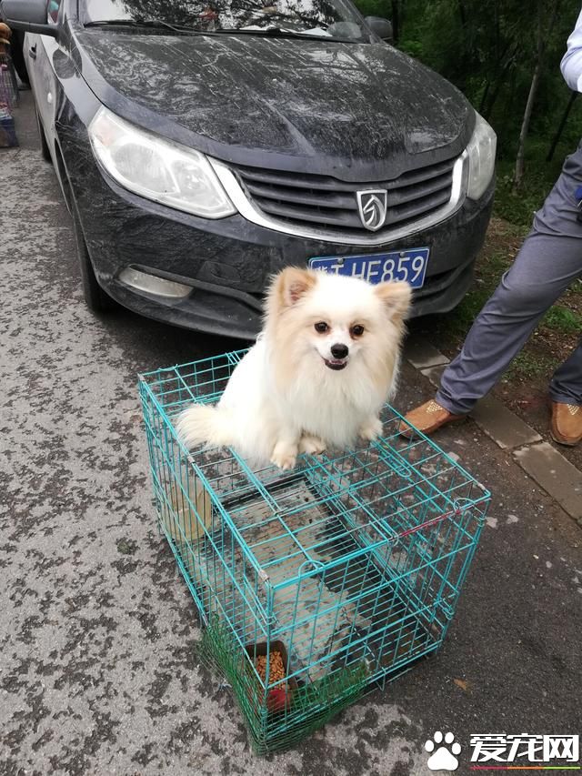 德州宠物大集场走一圈，谁能告诉最后图片中狗是什么品种？