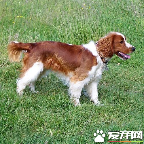 狗狗智商排行榜,你家狗狗排第几?