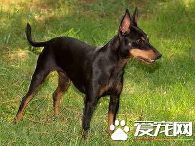 狗狗智商排行榜,你家狗狗排第几?