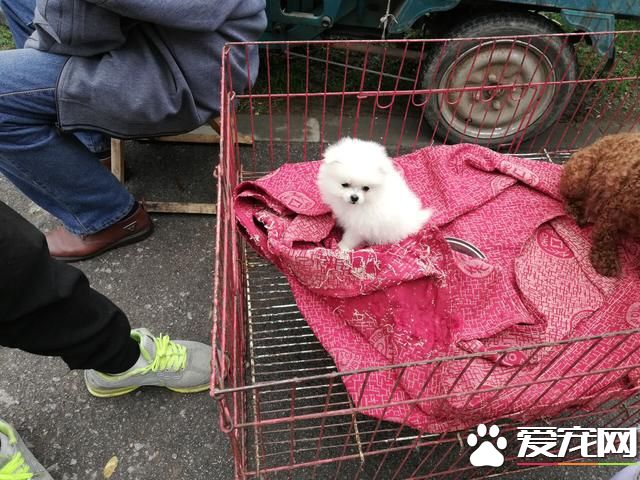 德州宠物大集场走一圈，谁能告诉最后图片中狗是什么品种？