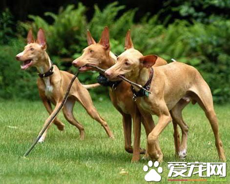 狗狗智商排行榜,你家狗狗排第几?