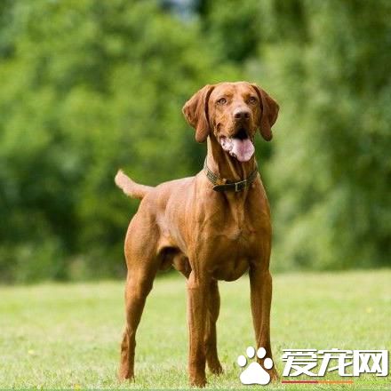 狗狗智商排行榜,你家狗狗排第几?