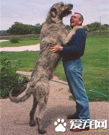 狗狗智商排行榜,你家狗狗排第几?