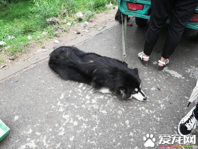 德州宠物大集场走一圈，谁能告诉最后图片中狗是什么品种？