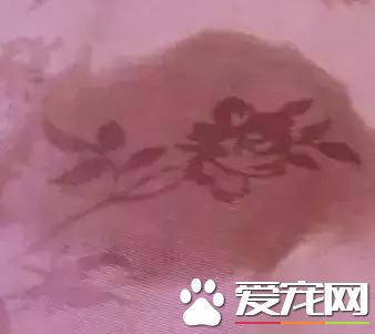 如果你的狗狗也是“佛系狗狗”....