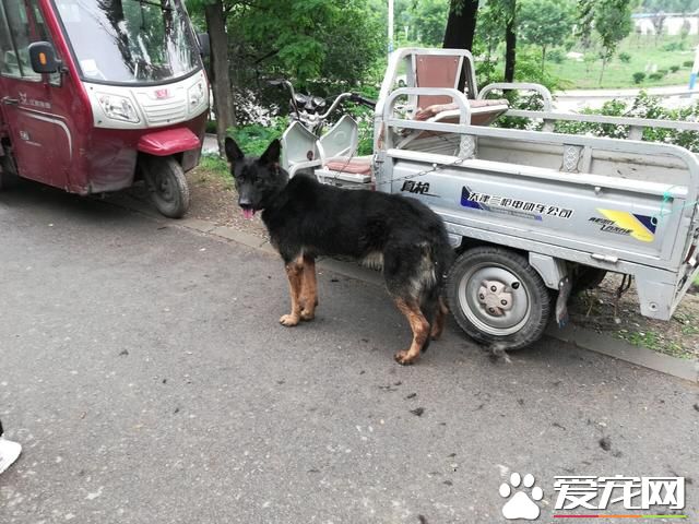 德州宠物大集场走一圈，谁能告诉最后图片中狗是什么品种？